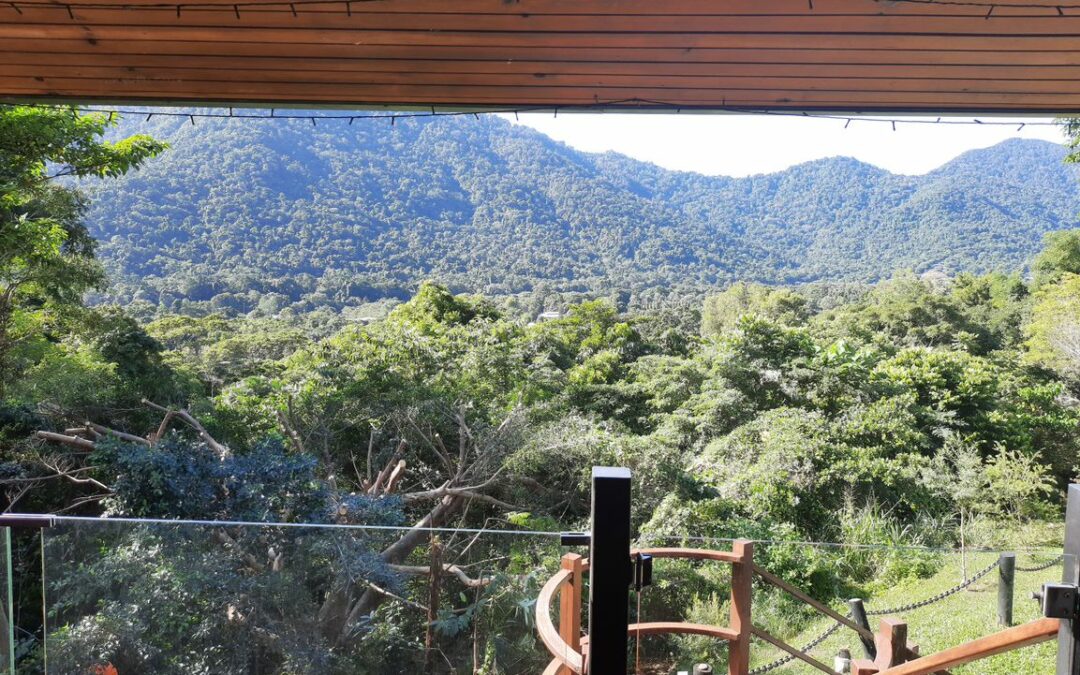 Synergy Cairns tree lopping business showcasing cleared vegetation around a property