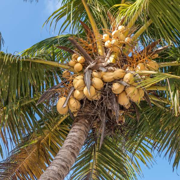 Cairns tree lopping business, Synergy Tree Care about to conduct denutting of a coconut tree in Cairns