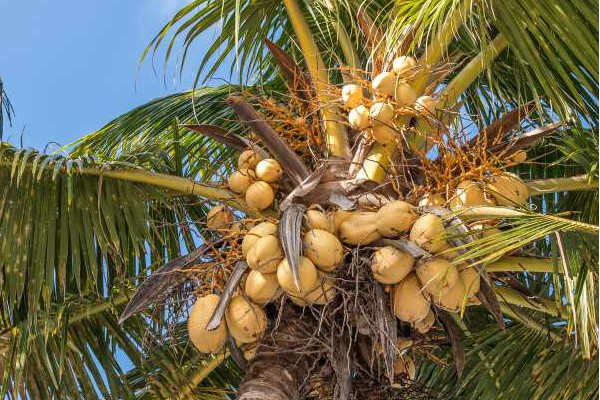 Cairns coconut tree awaiting denutting by a tree care specialist