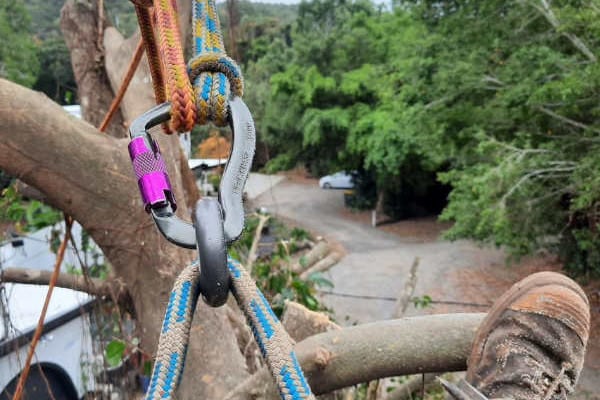 Man conducting tree pruning service