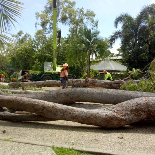 Cairns tree lopping services showcasing tree removal in Cairns