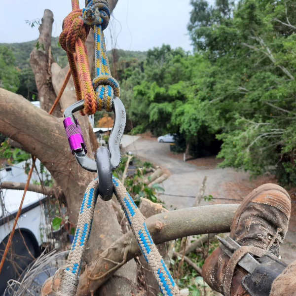 Cairns arborist services showcasing tree removal in Cairns