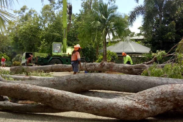 Cairns tree removal team working on site