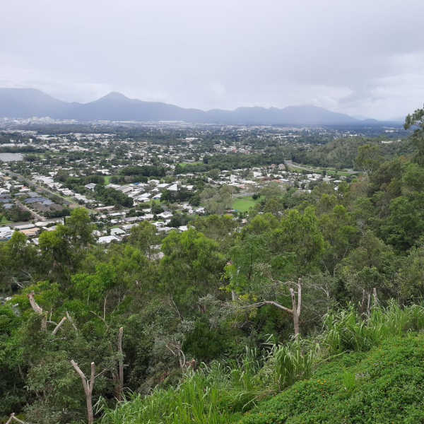 Cairns tree services showcasing view clearing in Cairns